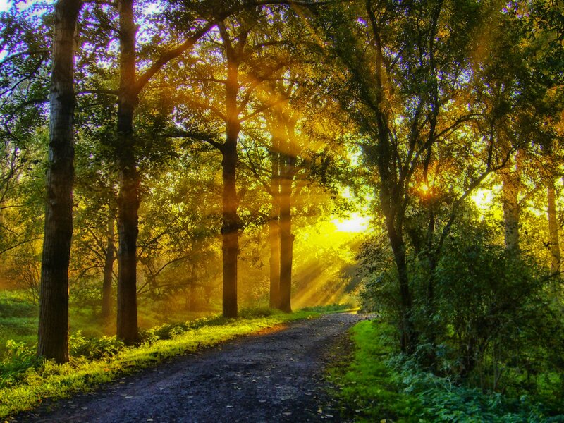 Dirt Path in Forest — Green, Serene, Sunrise