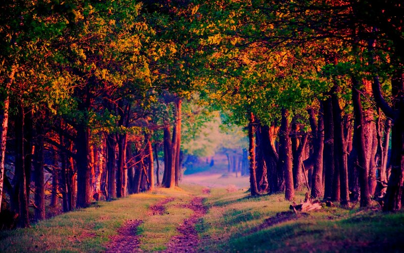 Dirt Path in Forest — Green, Serene, Sunset, Photograph
