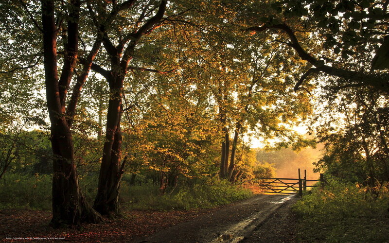 Dirt Path in Forest — Green, Serene, Sunset, Photograph, Trees, Gate, Sunlight
