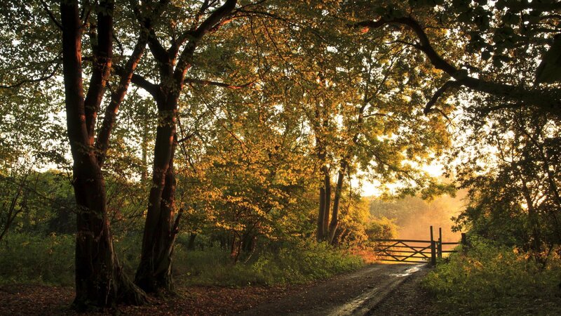 Dirt Path in Forest — Green, Serene, Sunset, Photograph, Trees, Gate