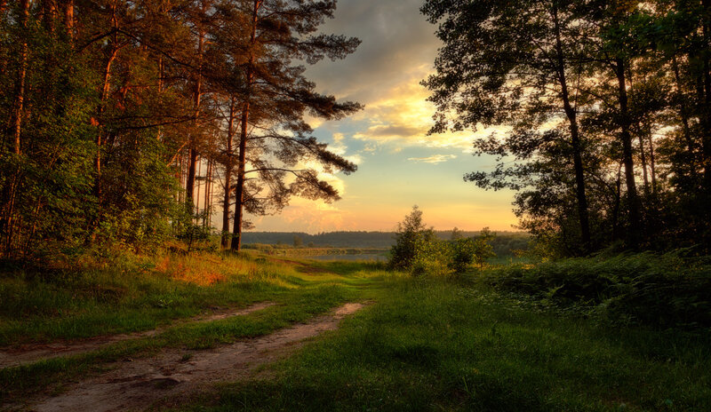 Dirt Path in Forest — Green, Serene, Sunset, Photograph, Trees, Sky
