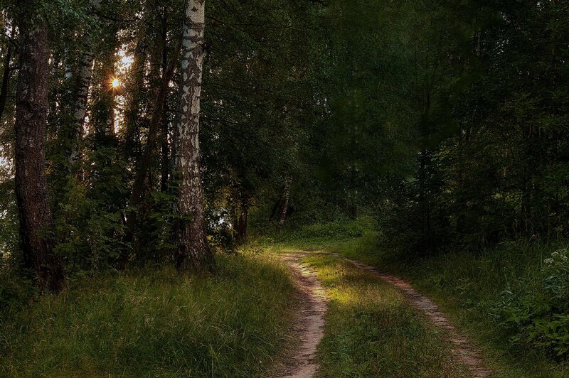 Dirt Path in Forest — Green, Serene, Sunset, Photograph, Trees, Sunlight, Grass