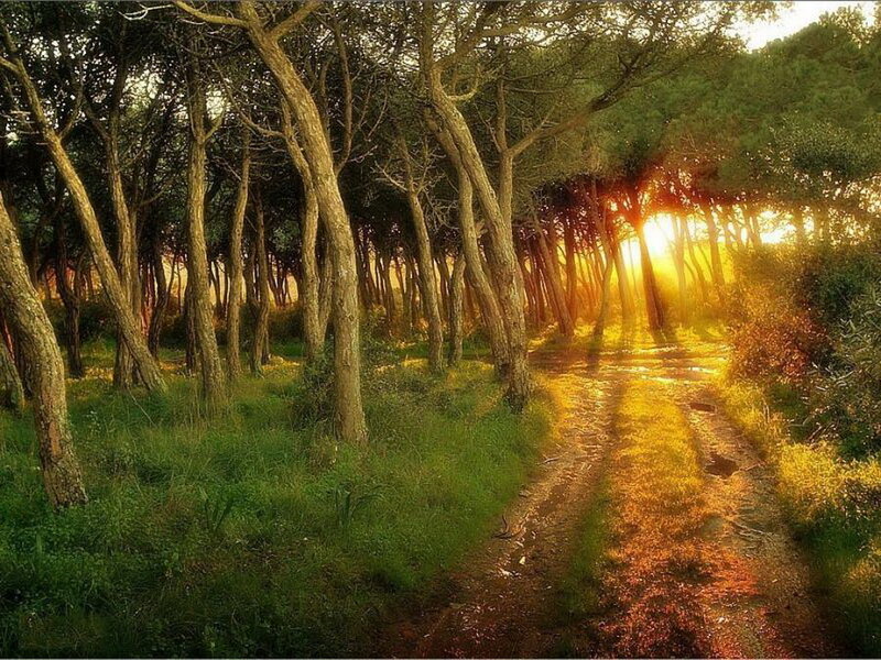 Dirt Path in Forest — Green, Serene, Sunset, Photograph, Trees, Sunlight