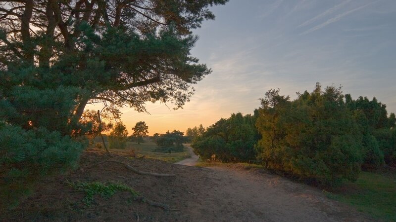 Dirt Path in Forest — Green, Serene, Sunset, Photograph, Trees