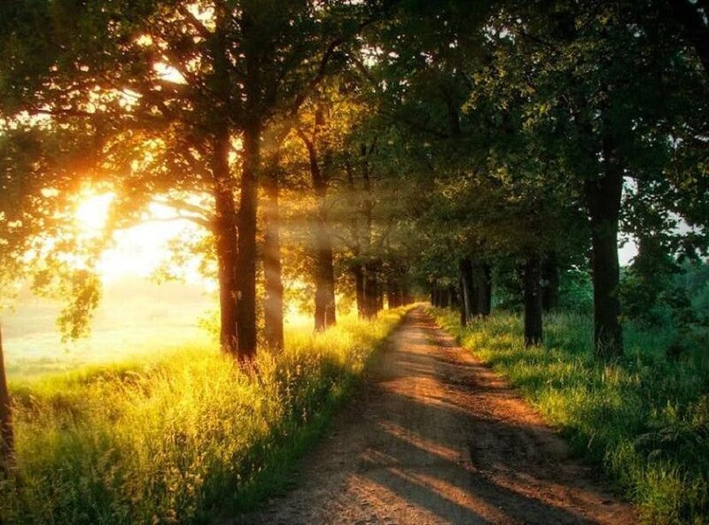 Dirt Path in Forest — Green, Serene, Sunset