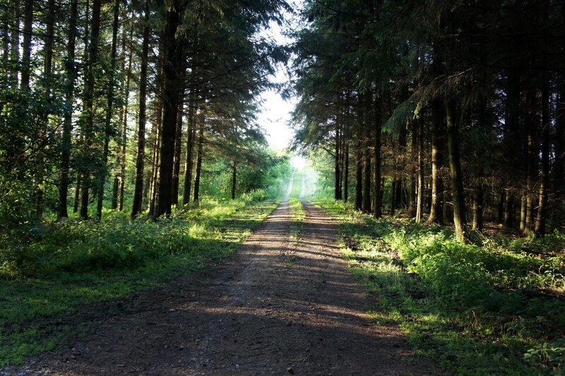 Dirt Path in Forest — Green, Sunlight