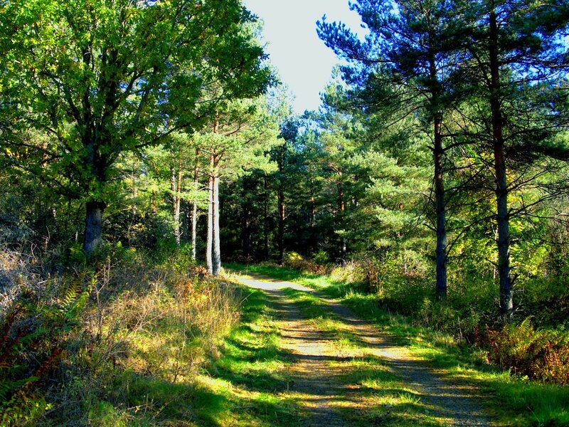 Dirt Path in Forest — Green