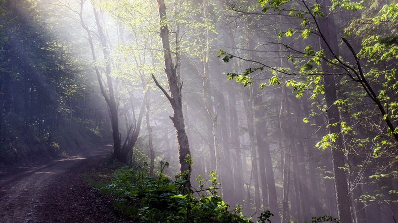 Dirt Path in Forest — Green, White