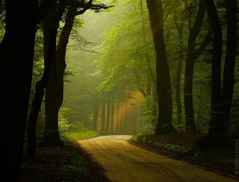 Dirt Path in Forest — Green, Yellow