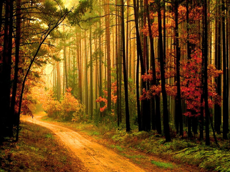 Dirt Path in Forest — Orange, Serene, Autumn, Photograph