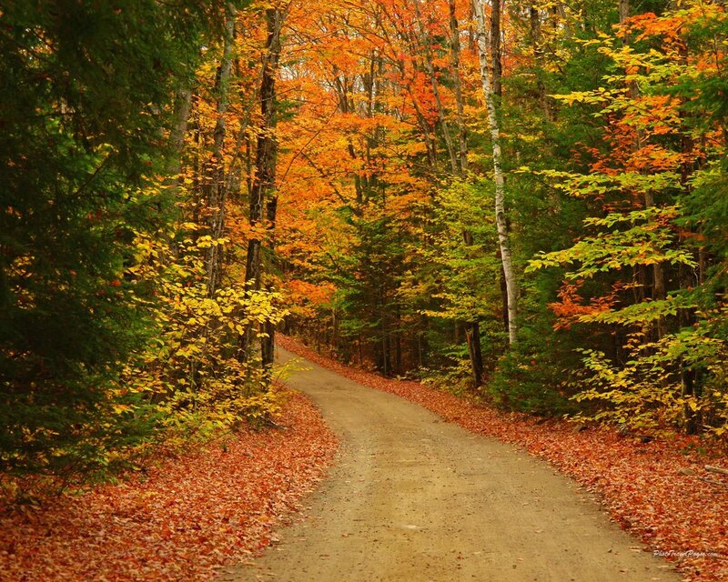 Dirt Path in Forest — Orange, Serene, Autumn, Photograph, Trees, Fallen Leaves, Yellow