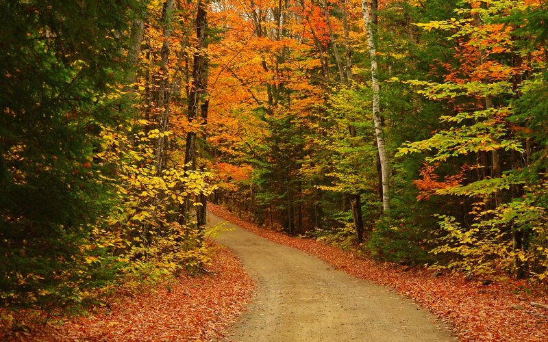 Dirt Path in Forest — Orange, Serene, Autumn, Photograph, Trees, Leaves, Green