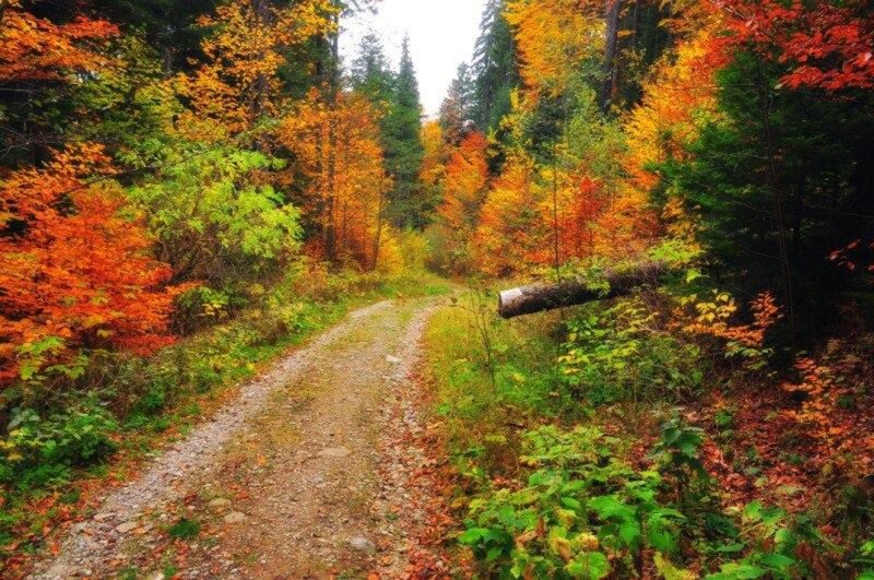 Dirt Path in Forest — Orange, Serene, Autumn, Photograph, Trees