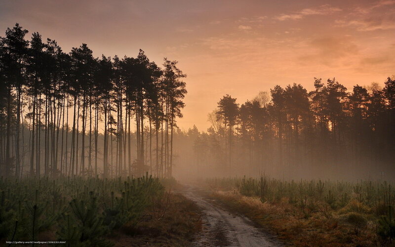 Dirt Path in Forest — Orange, Serene, Sunrise