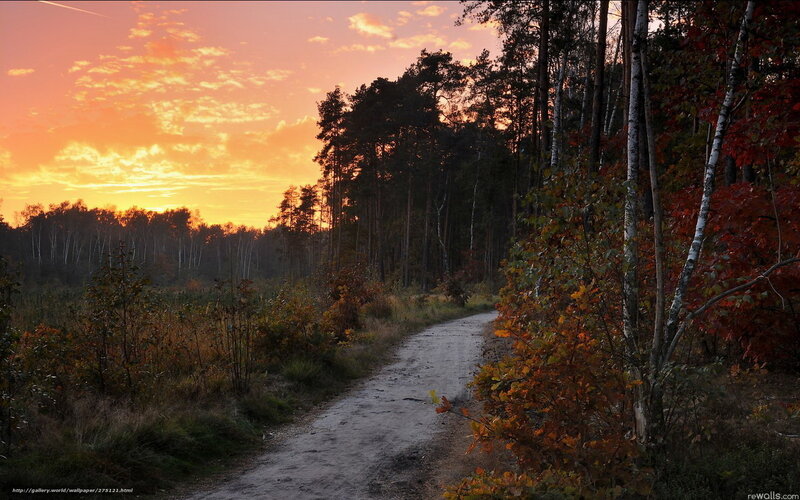 Dirt Path in Forest — Orange, Serene, Sunset