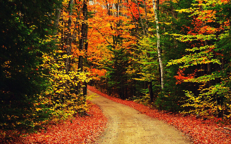 Dirt Path in Forest — Orange, Serene