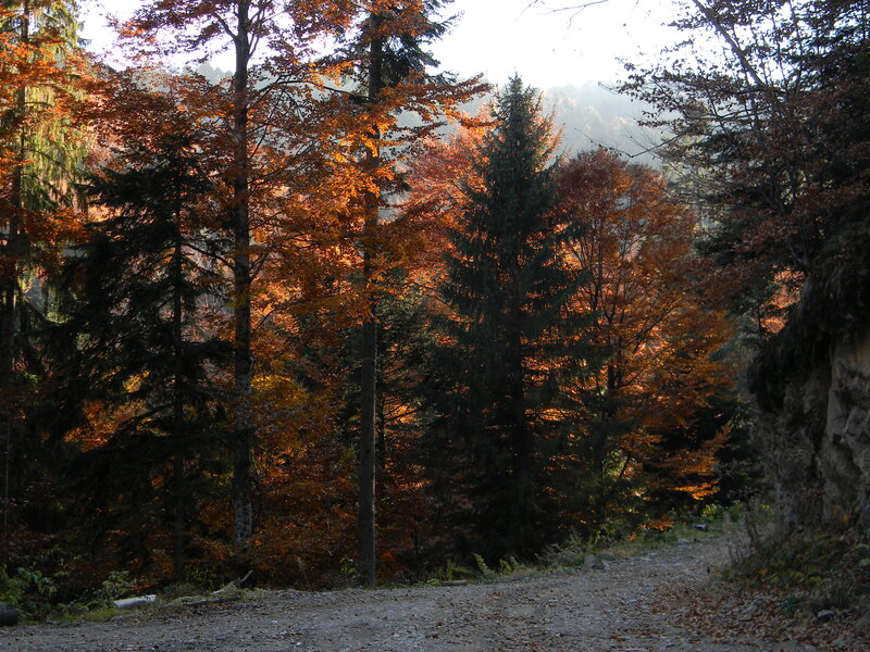 Dirt Path in Forest — Orange