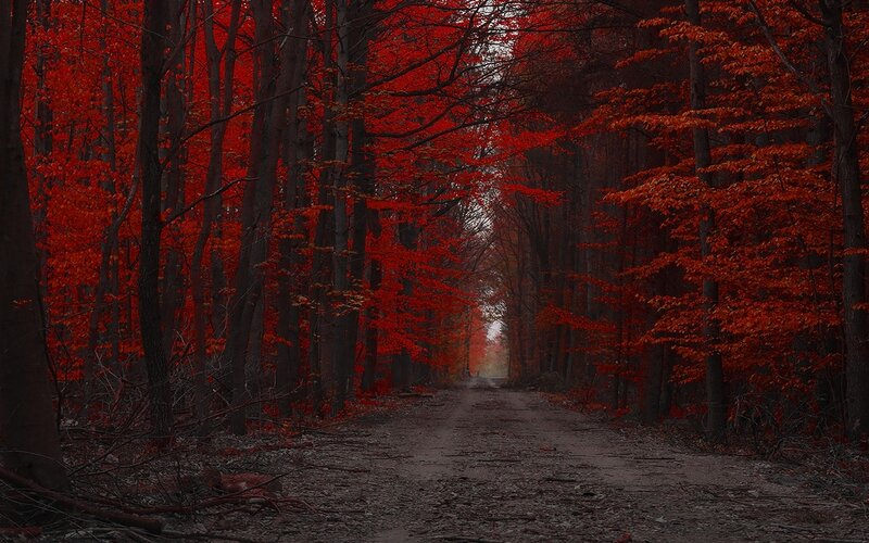 Dirt Path in Forest — Red, Dark