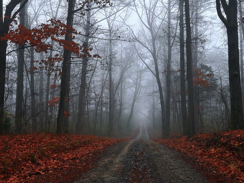 Dirt Path in Forest — Red