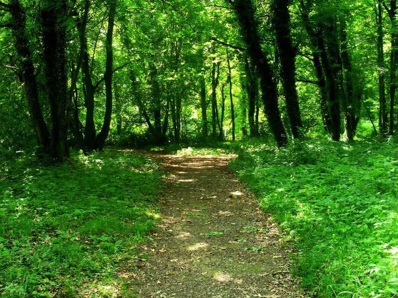 Dirt Path in Forest — Serene, Afternoon