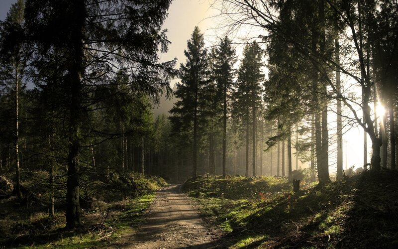 Dirt Path in Forest — Serene, Mist