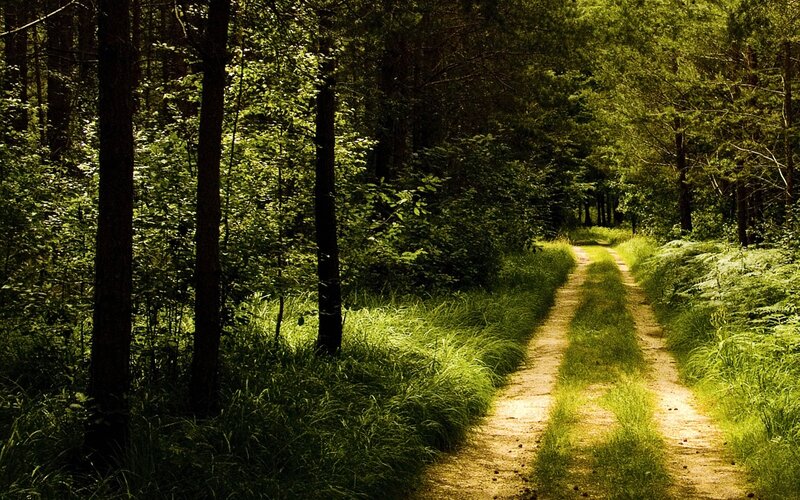 Dirt Path in Forest — Serene, Photograph