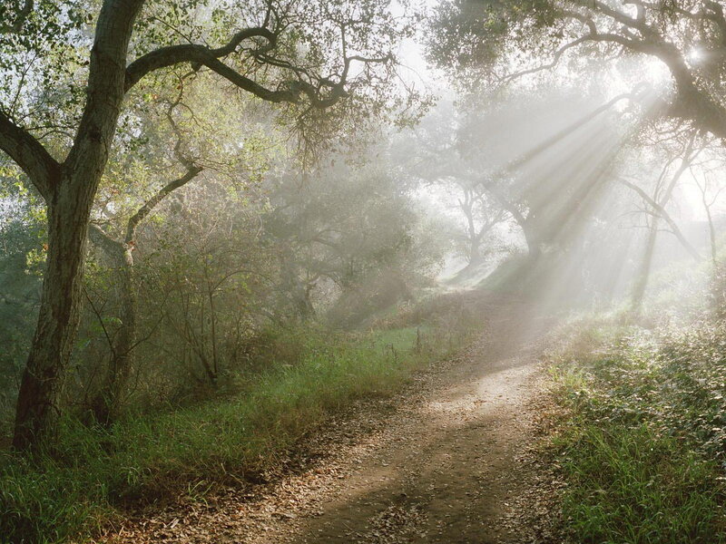 Dirt Path in Forest — Serene, Sunlight