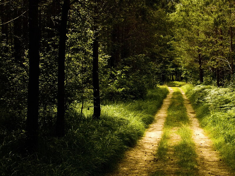 Dirt Path in Forest — Serene, Trees