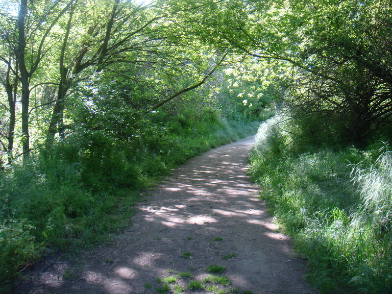 Dirt Path in Forest — Shadows