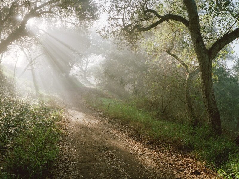 Dirt Path in Forest — White