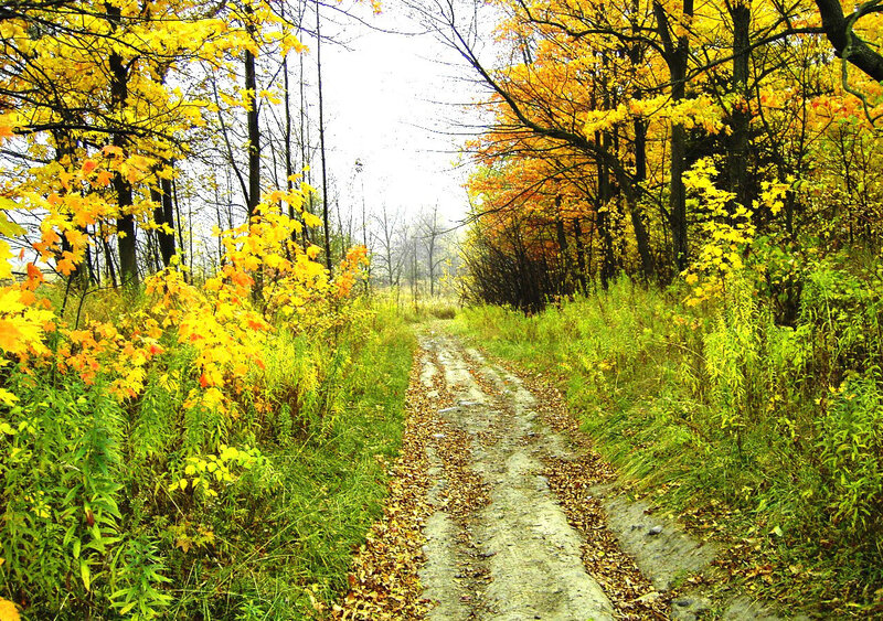 Dirt Path in Forest — Yellow, Serene, Autumn, Photograph, Trees