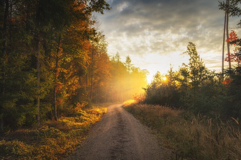 Dirt Path in Forest — Yellow, Serene, Sunset