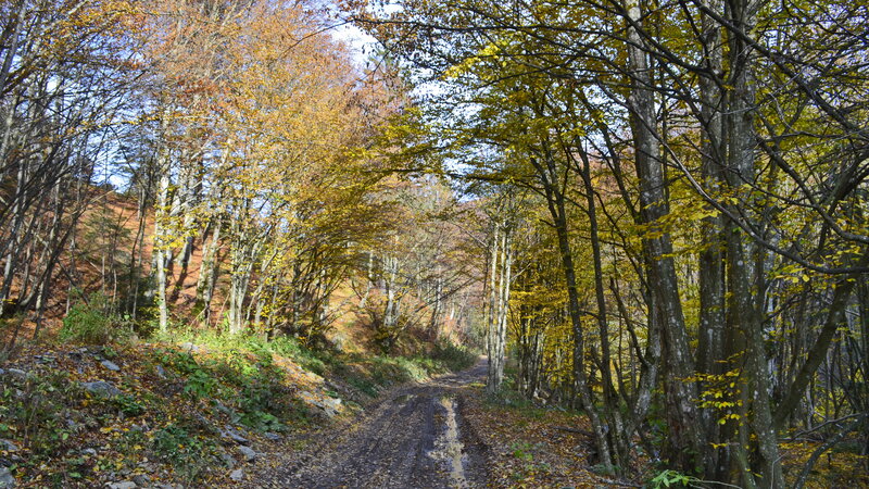 Dirt Path in Forest — Yellow, Serene