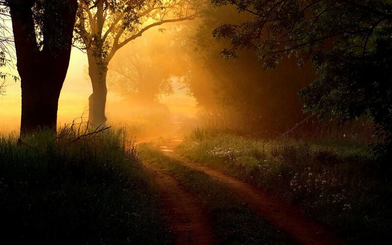 Dirt Path in Forest — Yellow