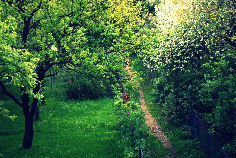 Dirt Path in Garden — Green, Serene, Spring