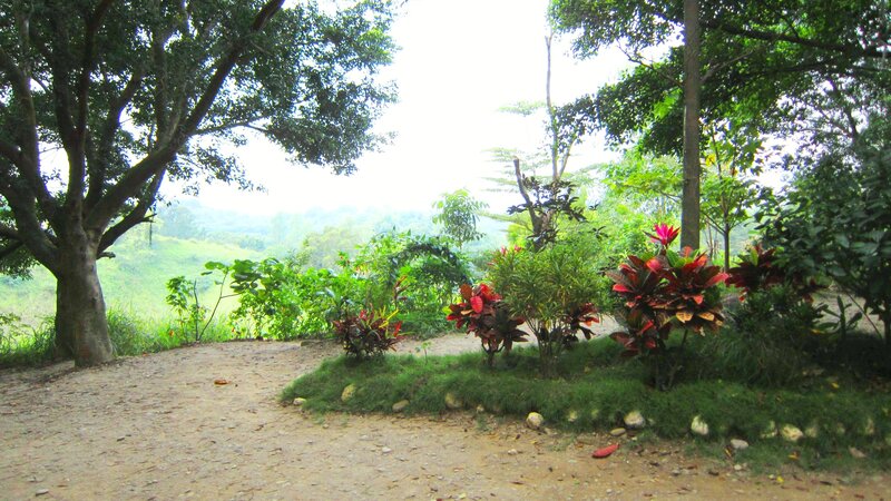 Dirt Path in Garden