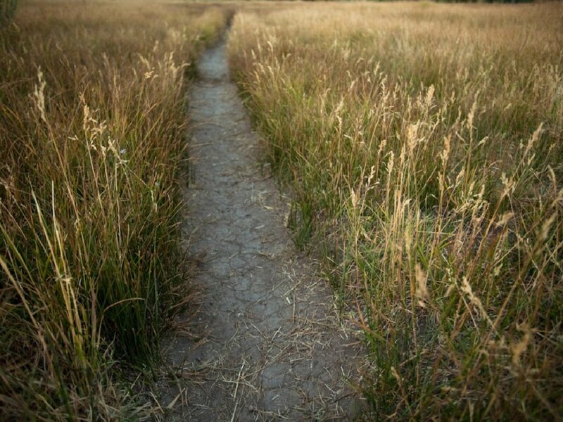 Dirt Path in Grass Field