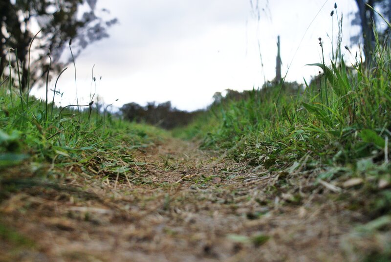 Dirt Path in Grass