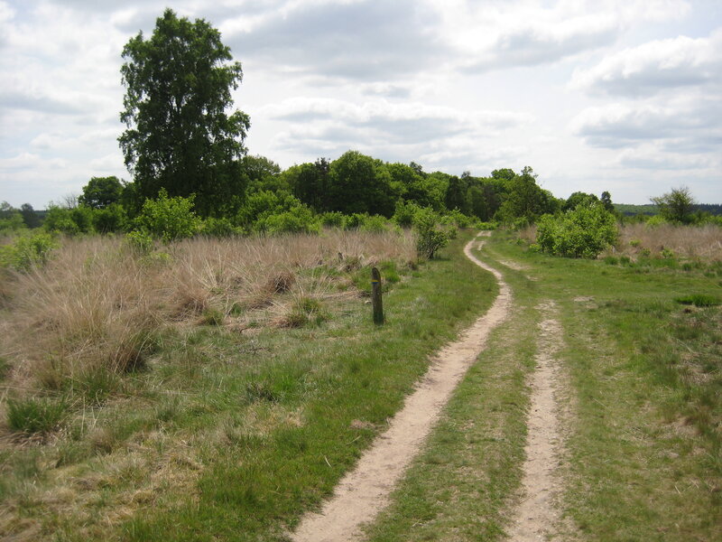 Dirt Path in Grassland — Green