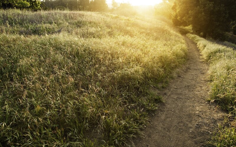 Dirt Path in Grassy Field — Green