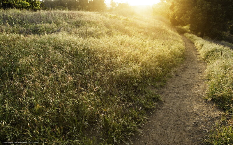 Dirt Path in Grassy Field
