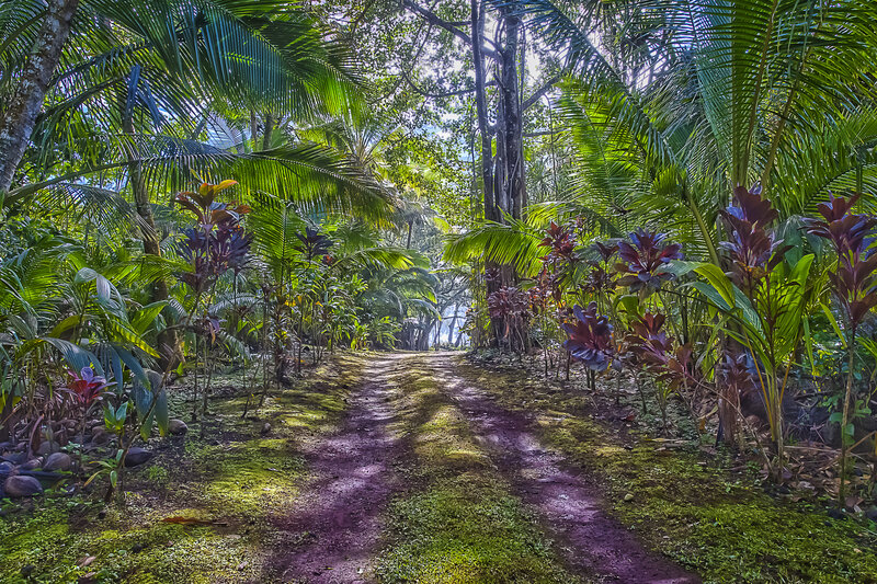 Dirt Path in Jungle