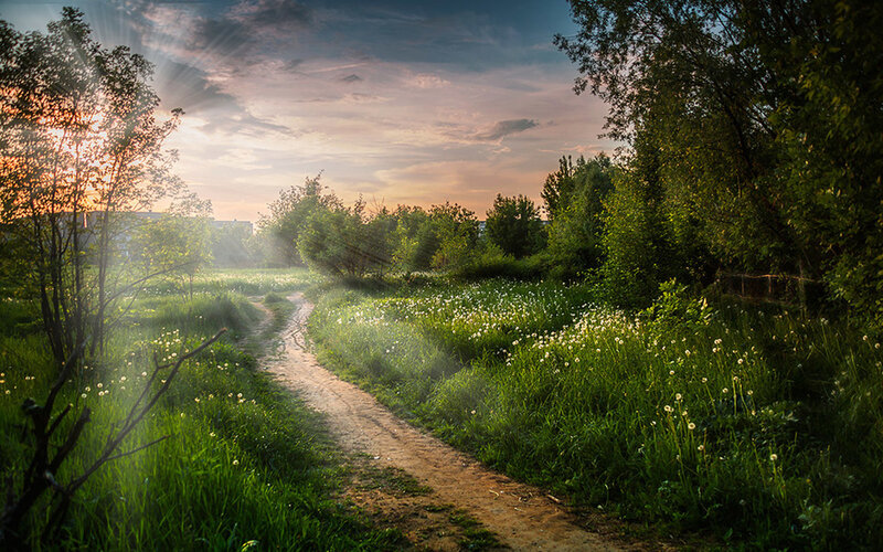 Dirt Path in Meadow — Green