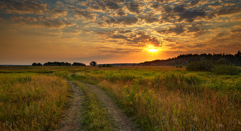 Dirt Path in Meadow — Orange