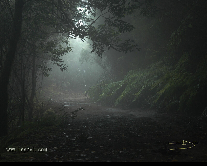 Dirt Path in Misty Forest