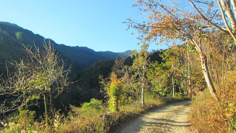 Dirt Path in Mountains — Green