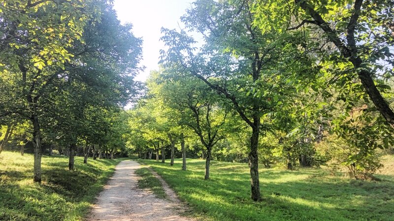 Dirt Path in Orchard