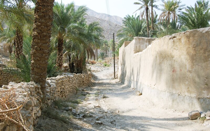 Dirt path in palm grove