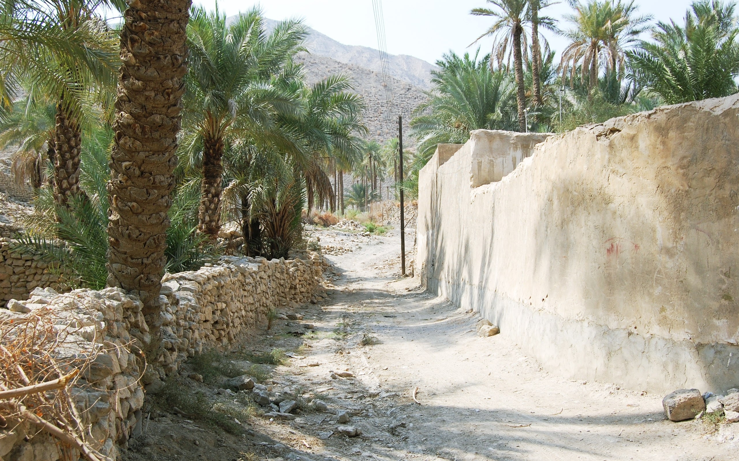 Dirt path in palm grove