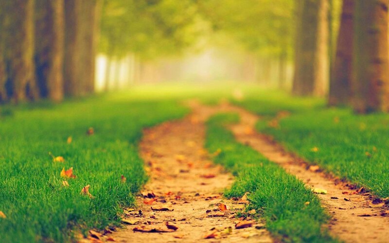 Dirt Path in Park — Green, Serene, Autumn